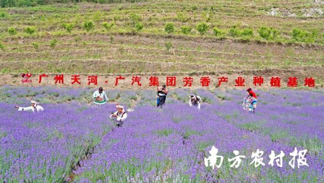 广汽总体在贵州省毕节市纳雍县厍东关乡李子村落建树的馥郁财富加工基地。