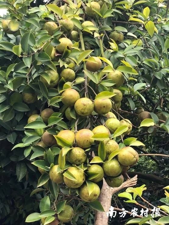 油茶果 油茶果