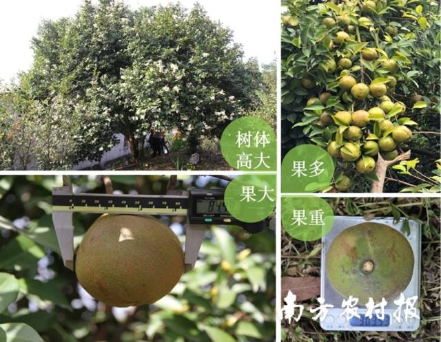 美林农业良种油茶 美林农业良种油茶