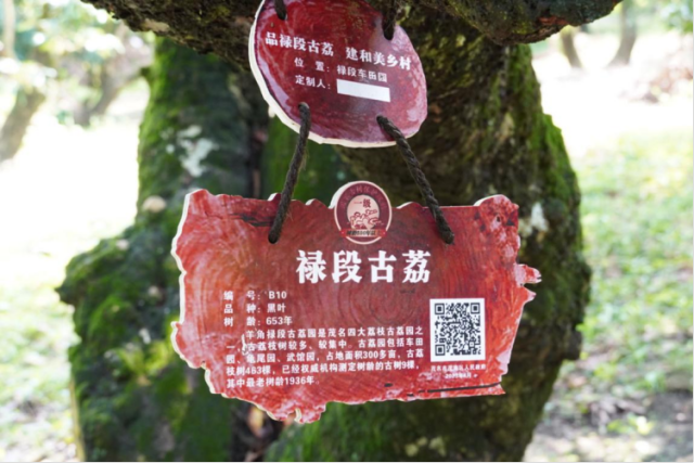 禄段古荔园内一棵树龄达600多年的荔枝树。 禄段古荔园内一棵树龄达600多年的荔枝树。
