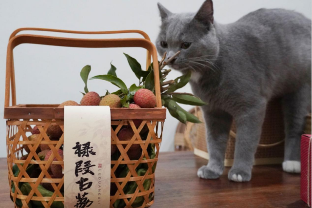 禄段古荔,太太<strong></strong>让猫咪都拒绝不了的茂南甘甜与美丽。 李瑞雪/摄 禄段古荔,系列让猫咪都拒绝不了的也太甘甜与美丽。 李瑞雪/摄
