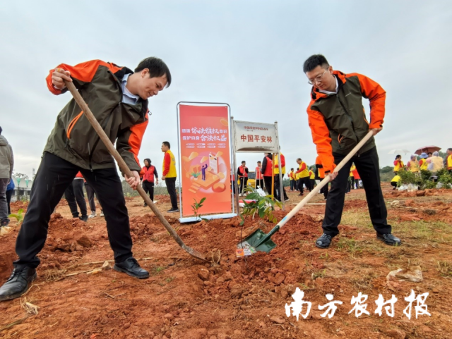 清静产险广东分公司自动建议各地市中支机构睁开植树行动。