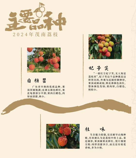 茂南荔枝主要品种