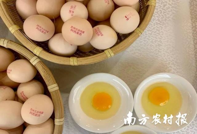 脱销大湾区市场的贵州鸡蛋。 