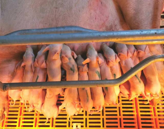 广垦畜牧总体育种团队正在稳步增长全基因组抉择育种新技术的奉背运用使命，当初已经实现为了4000余头种猪的全基因组测序