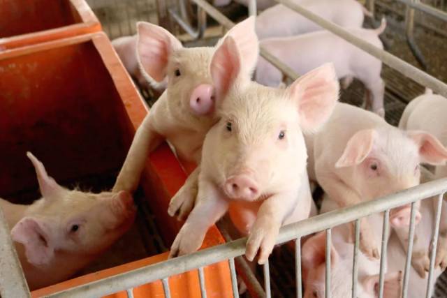 当初，广垦畜牧总体生猪存栏约88万头、年出栏量约150万头