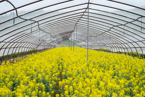 和县善厚镇蔬菜制种基地 谭家富摄