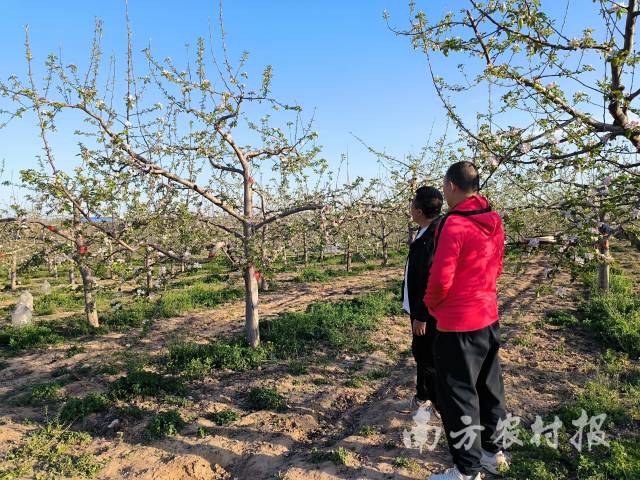 陕西苹果研究院对种植户进行指导 陕西苹果研究院对种植户进行指导