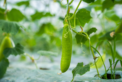 水灵灵黄瓜 谭家富摄
