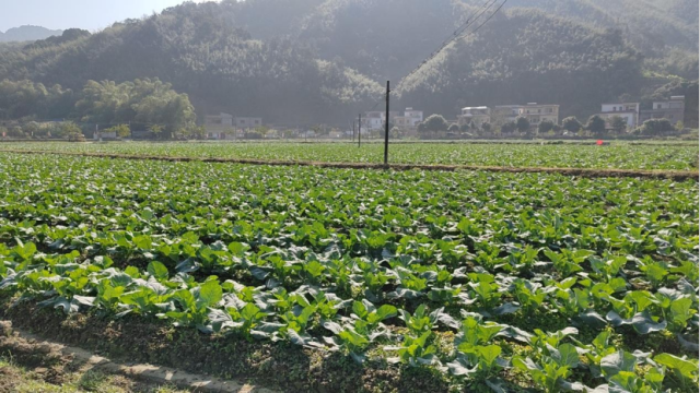 仓丰村的蔬菜基地是工作队推动撂荒地整治的成果。