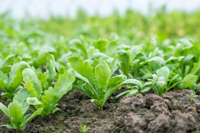 绿色优质和县蔬菜 谭家富摄