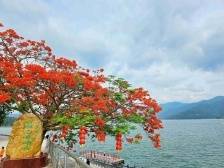 航拍茂名|凤凰花又开，绿城相映红