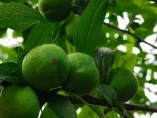 韶关曲江区小坑镇：269亩南华李长势喜人