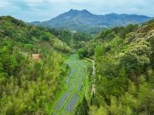 蕉岭南磜镇：高质量书写“绿色答卷”|“百千万”镇能量