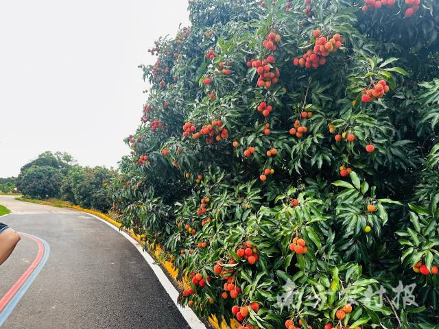 乌塘镇新屋村仙品荔