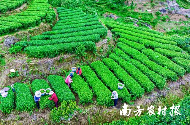 紫金蝉茶，是当地农民的致富菜。