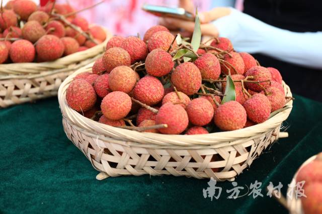 仙品荔上市时间较早、口感好、糖度高，品质上乘。