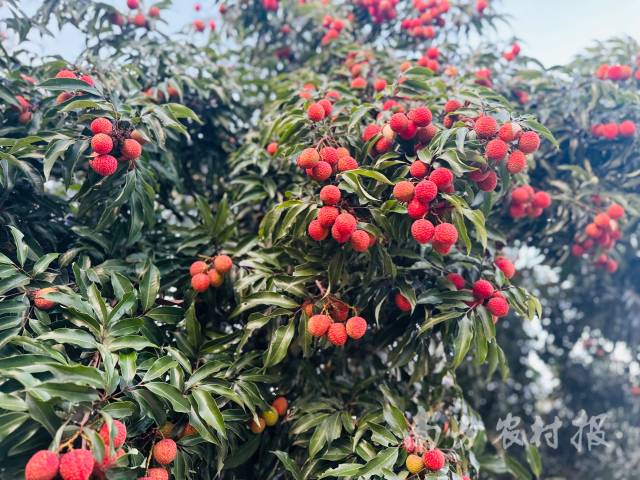 新屋村仙品荔即将采摘上市