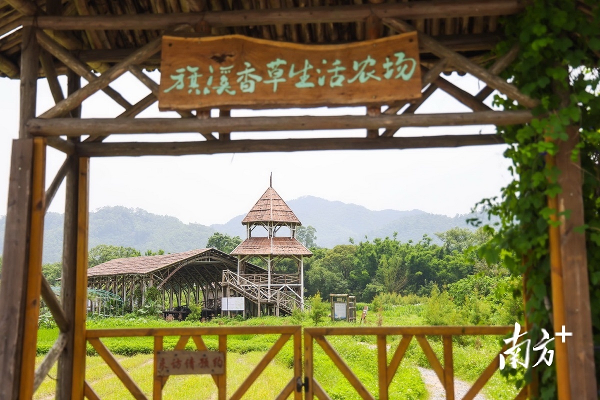 旗溪香草生活农场。 南方+ 叶志文 拍摄 旗溪香草生活农场。 南方+ 叶志文 拍摄