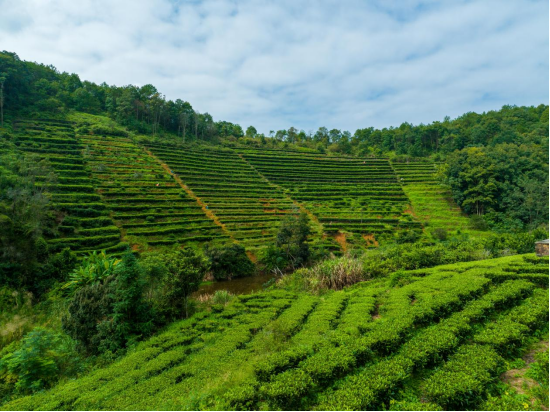 径南镇美丽的茶园风光。