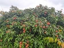 荔枝恋 |“仙品荔”征文优秀获奖作品⑤