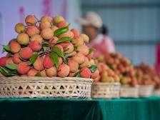 乌塘“仙品荔”赋 |“仙品荔”征文优秀获奖作品⑥