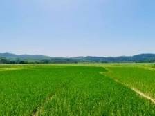 韶关浈江犁市镇大村村：绘就农文旅融合发展新画卷