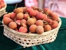 爷爷的那棵荔枝树 |“仙品荔”征文优秀获奖作品①