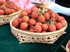 湛川河畔，五月风动荔枝红 |“仙品荔”征文优秀获奖作品④