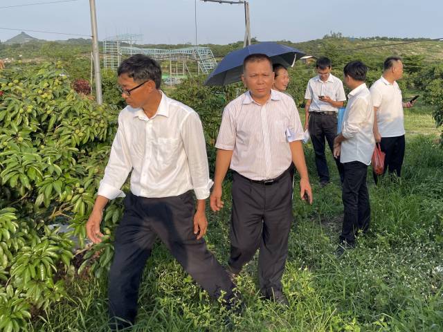 专家评测茂名市果旺生态农业有限公司的荔园。 专家评测茂名市果旺生态农业有限公司的荔园。