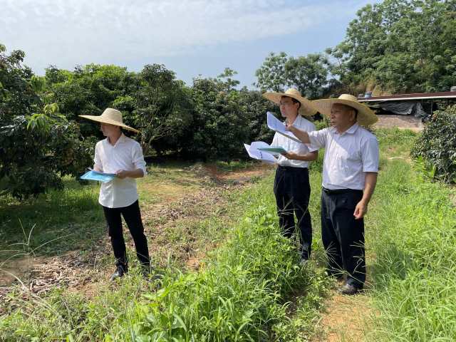 专家评审高州市深山人生态农业有限公司的茂名荔园。 专家评审高州市深山人生态农业有限公司的成评测荔园。