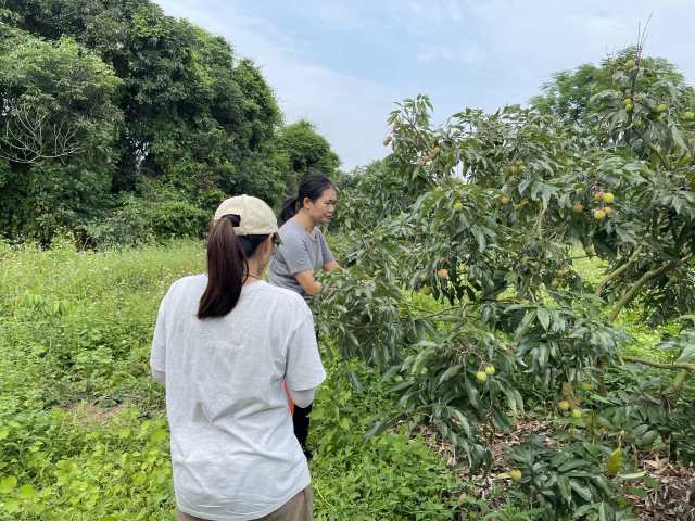 专家在高州市潘氏农业科技发展有限公司的荔园进行取样。 专家在高州市潘氏农业科技发展有限公司的荔园进行取样。