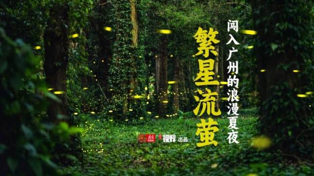 繁星流萤！闯入广州的浪漫夏夜