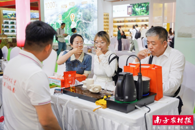 茶客品饮英德红茶。