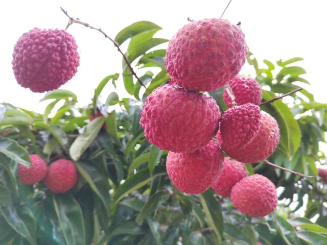 巨美人果实硕大，口味纯甜，汁水饱满。