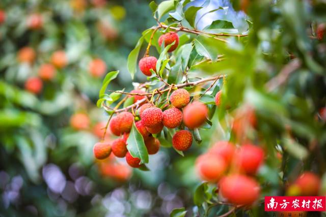 乌塘仙品荔品质上乘