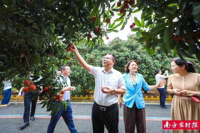 活动嘉宾参观百千万工程典型村新屋村，采摘荔枝品尝