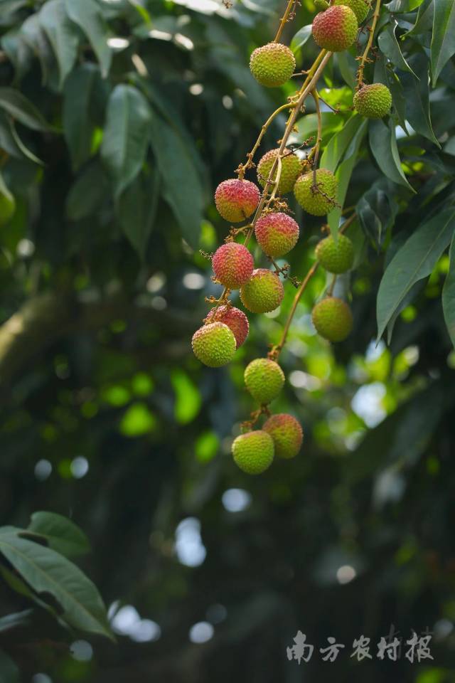 荔枝正由绿转红。