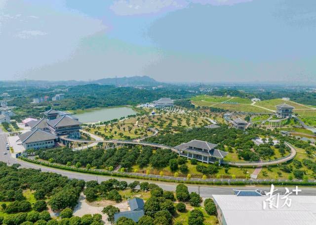 2024年荔枝龙眼产业大会即将举办，茂名万众瞩目。