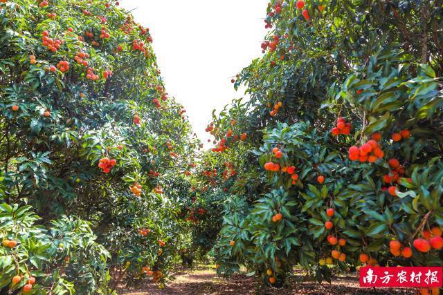 南方农村报 李嘉镓 制图