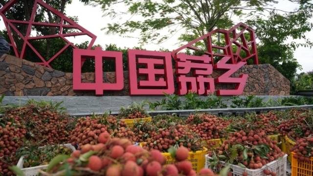 南方日报报道｜荔枝之乡 向新而行