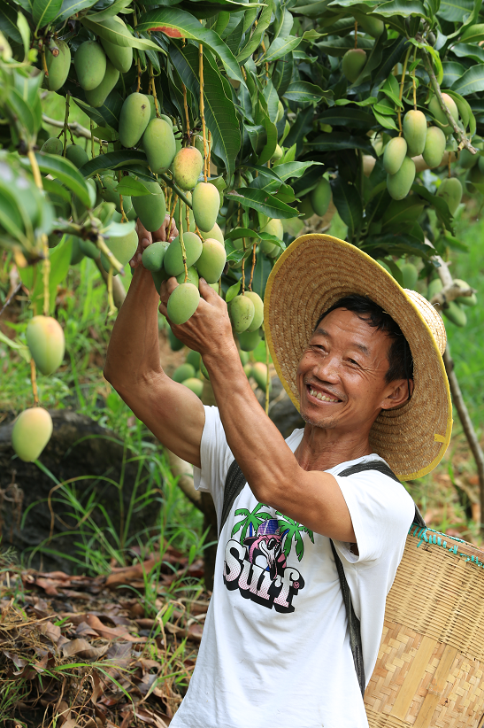 夏天也是镇宁芒果成熟的季节。（来源：镇宁新闻）