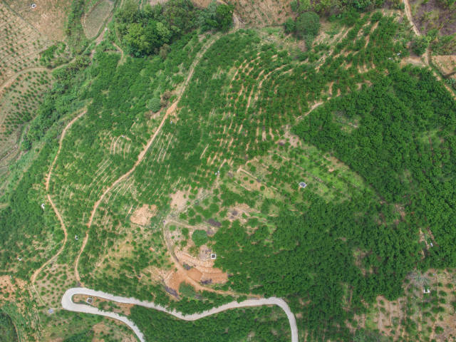 镇宁是全国最大的蜂糖李种植县。