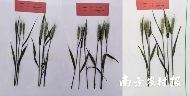 使用不同尿素产品后，小麦的生长情况对比。