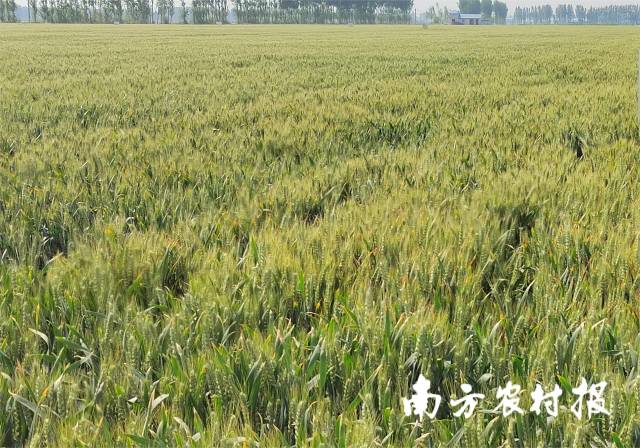 一望无际的麦田。