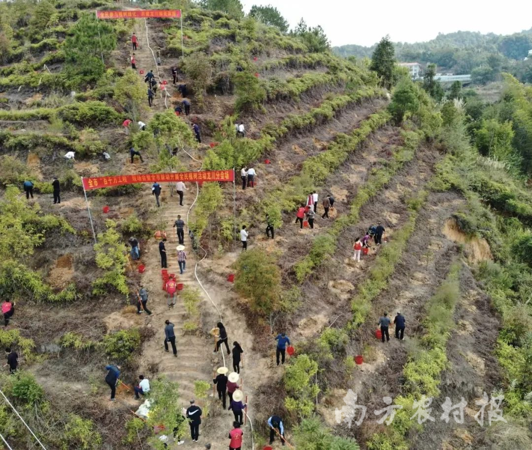 河源市工程造林现场 河源市工程造林现场