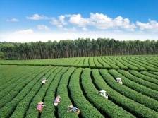 国际茶日，谁会是你的“喝茶搭子”？