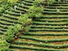 中国的蝉茶，世界的蜜香！河源紫金举办第二届中国蝉茶开采节