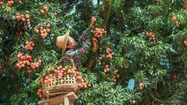 又到荔枝季，唐朝古树还能结果吗？
