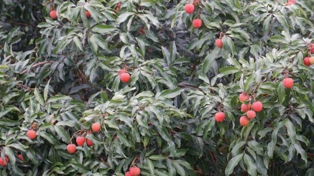 荔枝元素融入芭蕾舞剧，中央芭蕾舞团赴电白感受荔枝文化